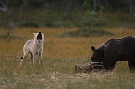Une amitié incroyable entre un loup et un ours révélée par un photographe