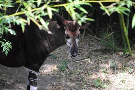 {bioparc de doué- 2} Le Sanctuaire des Okapis. (48) L'okapi.