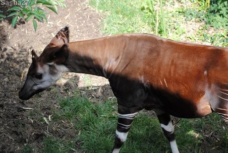 {bioparc de doué- 2} Le Sanctuaire des Okapis. (6) L'okapi.