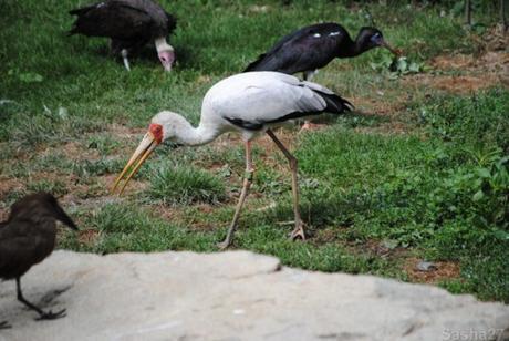 (1) L'ibis tantale.