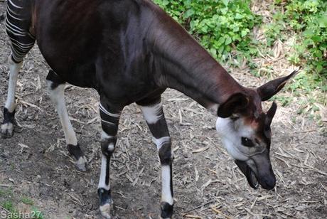 {bioparc de doué- 2} Le Sanctuaire des Okapis. (41) L'okapi.