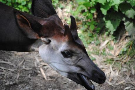 {bioparc de doué- 2} Le Sanctuaire des Okapis. (38) L'okapi.