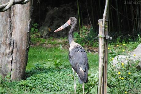 Le Jaribu d'Afrique.