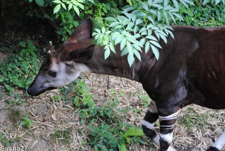 {bioparc de doué- 2} Le Sanctuaire des Okapis. (4) L'okapi.