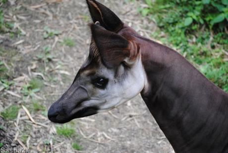 {bioparc de doué- 2} Le Sanctuaire des Okapis. (17) L'okapi.