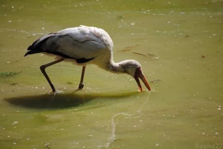 (2) L'ibis tantale.