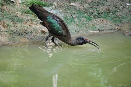 (1) L'ibis hagedash.