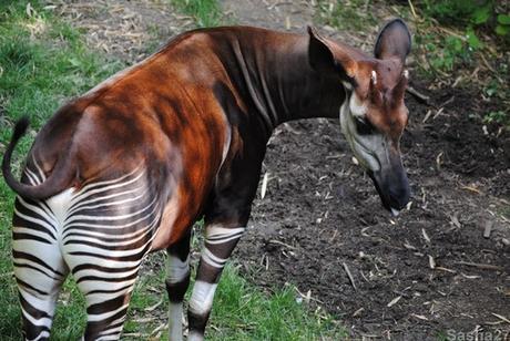 {bioparc de doué- 2} Le Sanctuaire des Okapis. (13) L'okapi.
