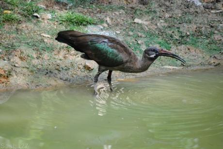 (2) L'ibis hagedash.