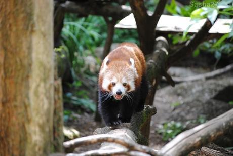 (23) Le panda roux.