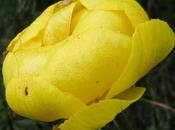 Trolle bien plus aimable qu'un troll