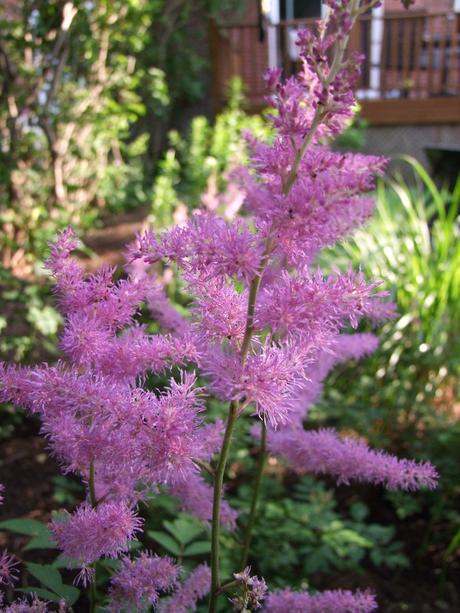 Canada - Un jardin en rose et blanc