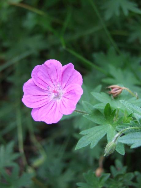 Canada - Un jardin en rose et blanc