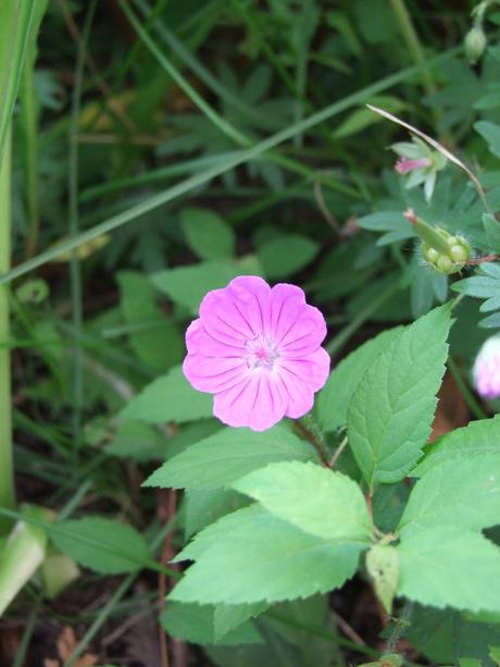 Canada - Un jardin en rose et blanc