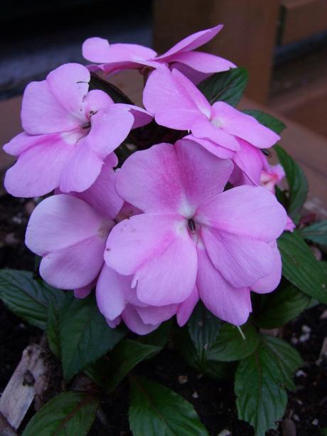 Canada - Un jardin en rose et blanc