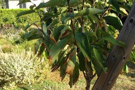 « Les boules fondent en été »*