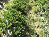 Patrick Henriroux, Pyramide monument gastronomie