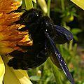 Une impressionnante abeille solitaire noire !
