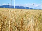 L'énergie éolienne croissance dans monde. politiques propulsent Chine, États-Unis Allemagne