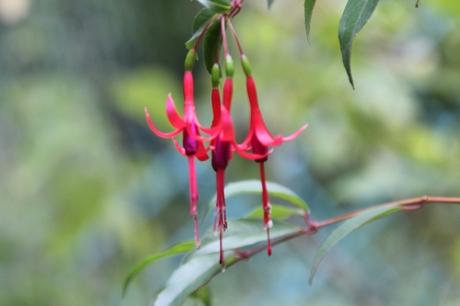 Fuchsia regia ssp reitzii