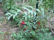 Fuchsia regia reitzii