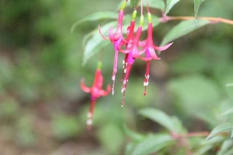 Fuchsia regia ssp reitzii