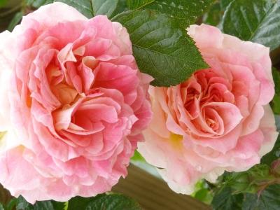 RÃªveries en roses - Roses CÃ©sar - Vos plus belles roses