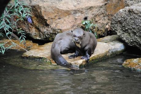 (4) La loutre géante.