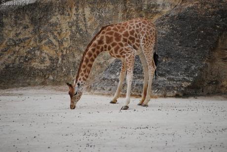 (4) La girafe d'Afrique Centrale.