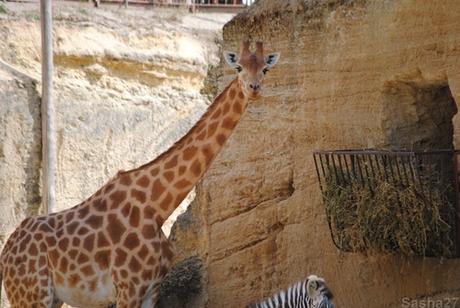 (1) La girafe d'Afrique Centrale.