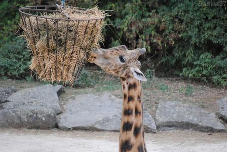 (11) La girafe d'Afrique Centrale.