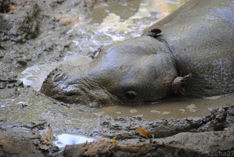 (4) L'hippopotame pygmée.