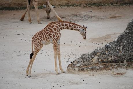 (6) La girafe d'Afrique Centrale.