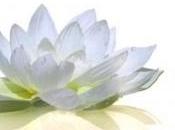 Zénitude plénitude jardin Japonais