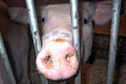 Veaux, vaches, cochons : 10 raisons d'en finir avec l'élevage intensif