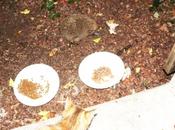 Cassonade, hérisson pies