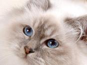 Salon Animal Expo octobre 2015 Portraits chats