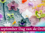 Jeudi septembre, journée internationale l'Orchidée