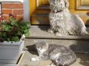 Poème as-tu disparu