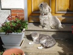 chat, chien, cat, dog, friend, ami, camarade