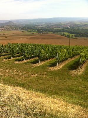A la Cave Saint-Verny, les vins d'Auvergne expriment leur potentiel ! #AOC Côtes d'Auvergne