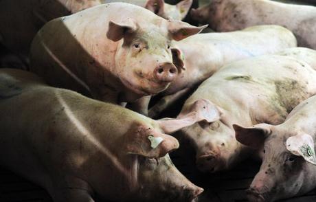 Des porcs dans un élevage à  Ploneour-Lanvern (Finistère), le 11 août 2015.