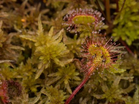 drosera, plante carnivore (10 photos)