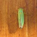 Cette cicadelle m'attendait sur la porte du garage…!