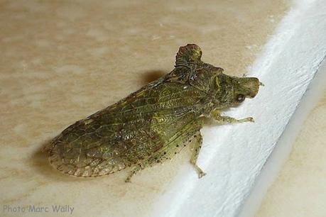 Cette petite araignée des murs est un grand stratège ! Cette petite araignée des murs est un grand stratège !