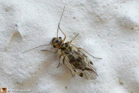 Cette petite araignée des murs est un grand stratège ! Cette petite araignée des murs est un grand stratège !