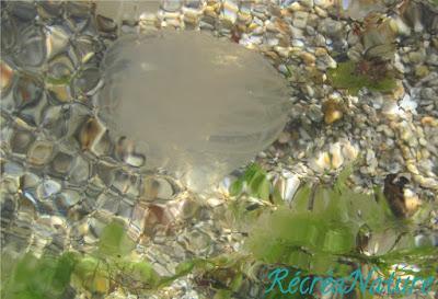 Réponse à la Devinette de Vendredi Dernier : Une Rencontre Insolite en Vacances