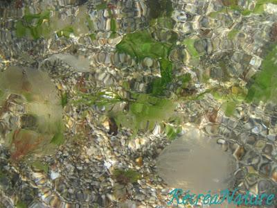 Réponse à la Devinette de Vendredi Dernier : Une Rencontre Insolite en Vacances