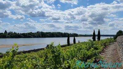 Balade d'Eté près d'Angers #4 : Le Jardin Méditerranéen en Bords de Loire
