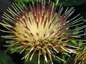 Cirse maraîcher (Cirsium oleraceum)